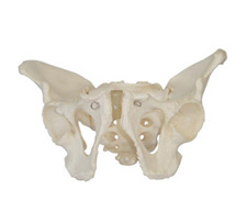 Adult Male Pelvis