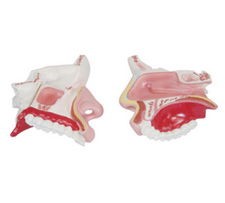 Anatomy Nasal Cavity