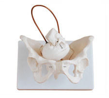 Birth Demonstration Model
