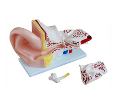 Ear Model