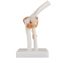 Elbow Joint