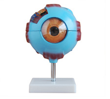 Eye Model