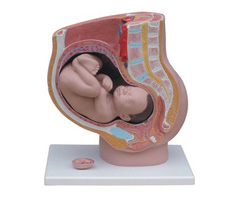 Female Pelvis Section