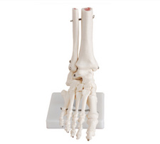 Foot Joint