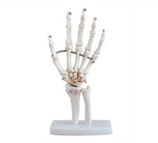 Hand Joint