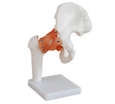 Hip Joint