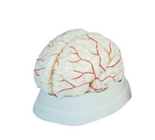 Humen Brain