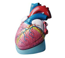 Heart Model