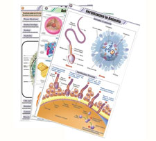 Zoology Charts